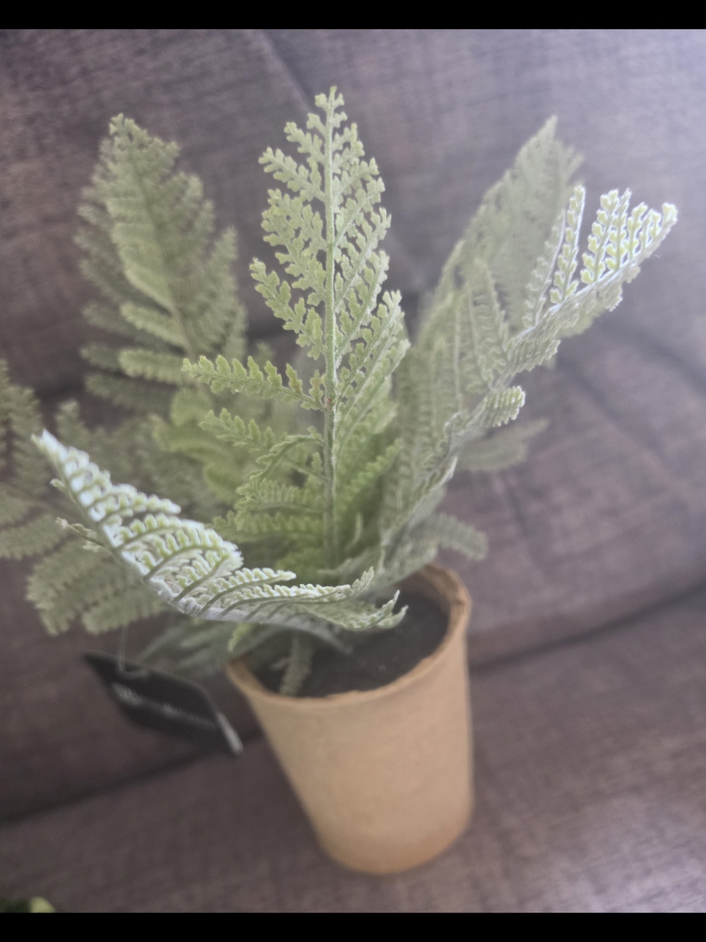 Green Artificial Fern Plant in Eco Pot - Home Accents